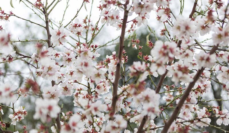 Fruit Trees Suitable for a Smaller Garden