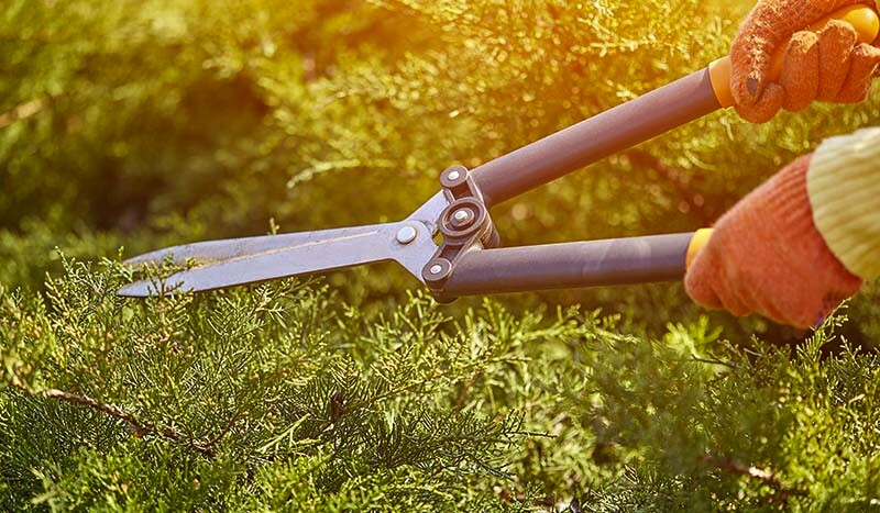 Summer Hedge Trimming: How to Do It