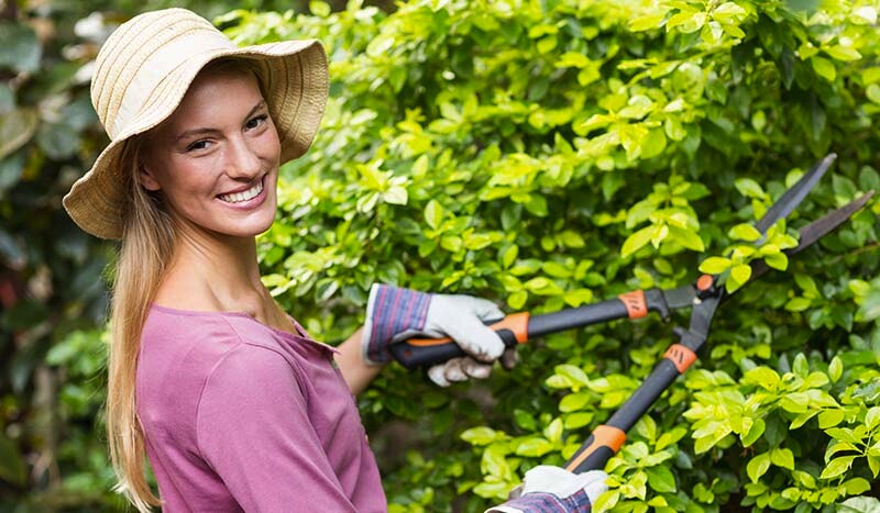 Summer Hedge Trimming: How to Do It